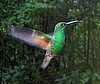 180px_Male_white_tailed_Emerald.jpg